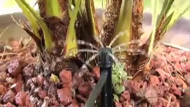 La microirrigazione sul balcone e terrazzo смотреть онлайн