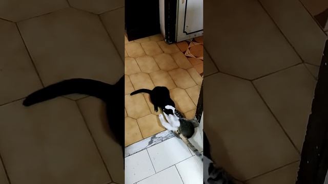 Primo compleanno cumino e paprika смотреть онлайн