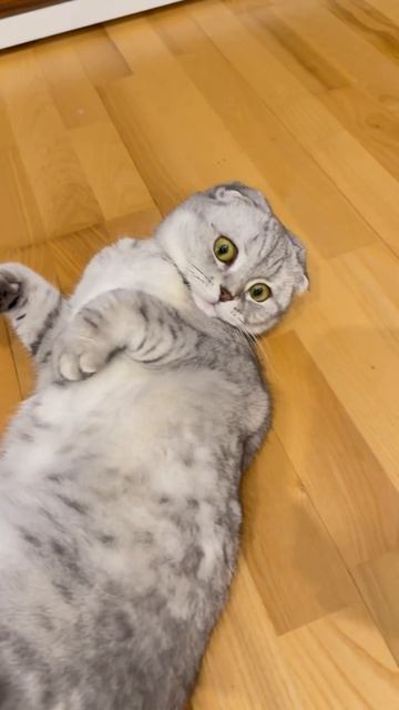 #youtubeshorts #шерри #котикиправятмиром #мимишность #прикол #шортс #котики #cats #мороз #муж смотреть онлайн