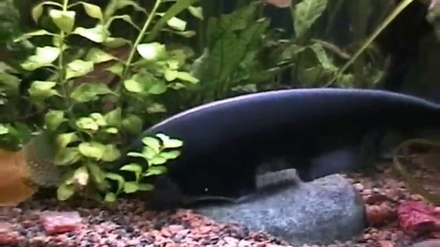 Very cool fish 2 (Black Ghost knife) смотреть онлайн