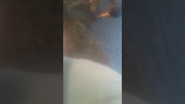 Утопили волгу) второй раз)) смотреть онлайн