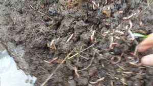 Дендробена в конском навозе. Впечатление.