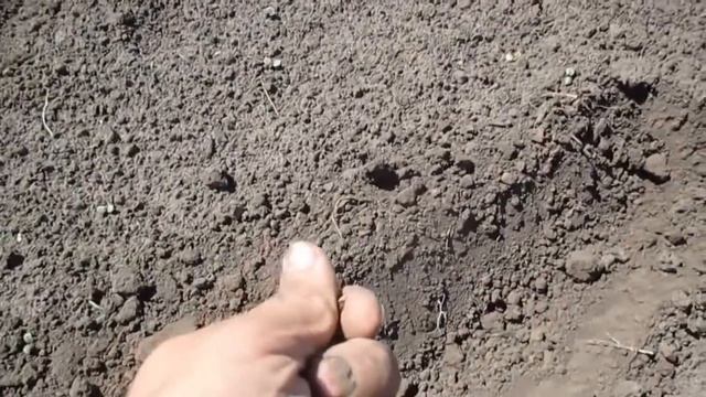 Выращивание Арбузов и Дынь в Сибири. 1 часть. смотреть онлайн