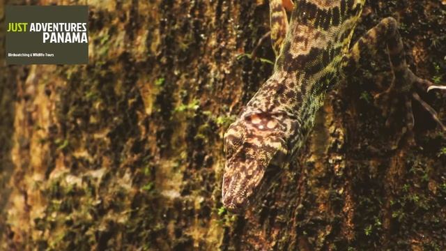 Bridled Anole -Anolis frenatus- смотреть онлайн