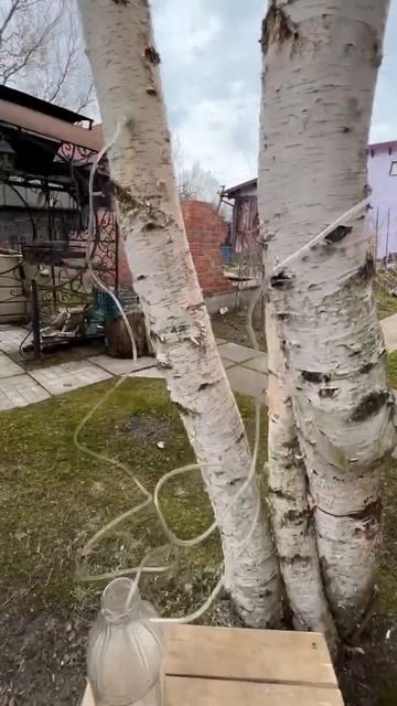 Березовый сок! Лучший способ сбора! смотреть онлайн