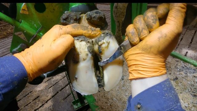 COW'S SOLE PEELS AWAY FROM FOOT | TEC TV, Hoof Trimming смотреть онлайн
