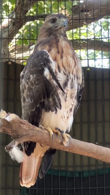 Red-Tailed Hawk #hawk #birds #nature смотреть онлайн