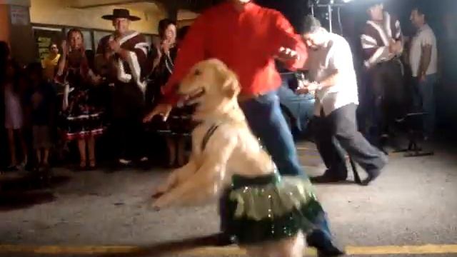 Dancing Merengue Dog смотреть онлайн
