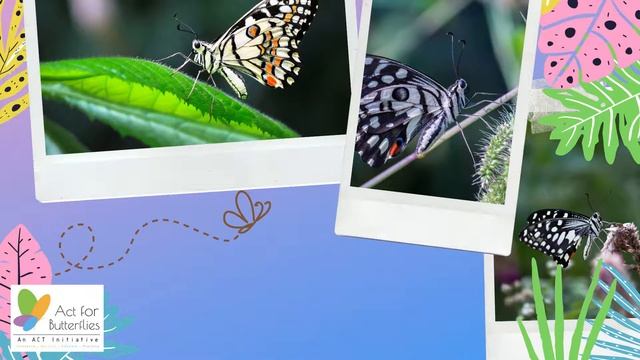 Common Lime (Papilio Demoleus) - English| Butterflies 101 | Season 01 | Episode 02 смотреть онлайн
