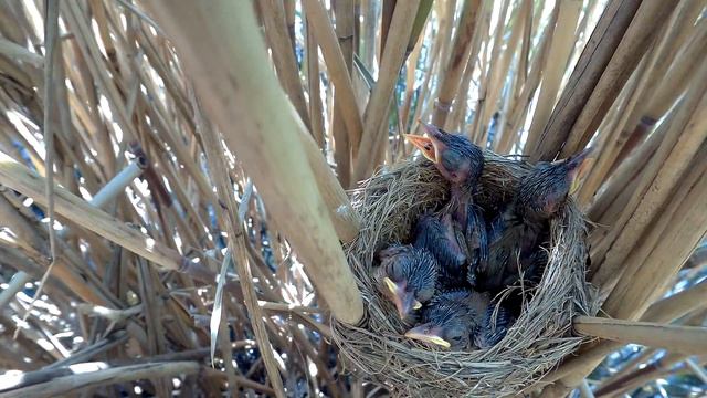 Камышовка Дроздовидная 160617 7 Грачевка 0619 15 смотреть онлайн