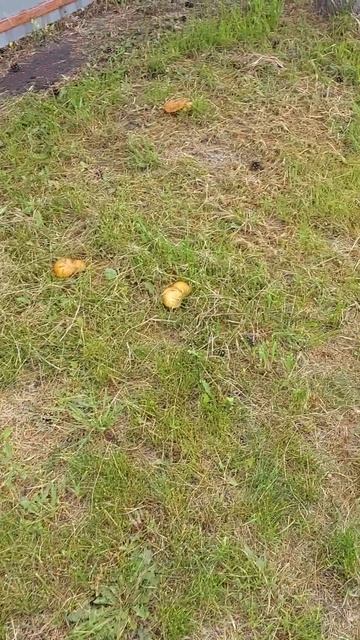 Маслята на даче. смотреть онлайн