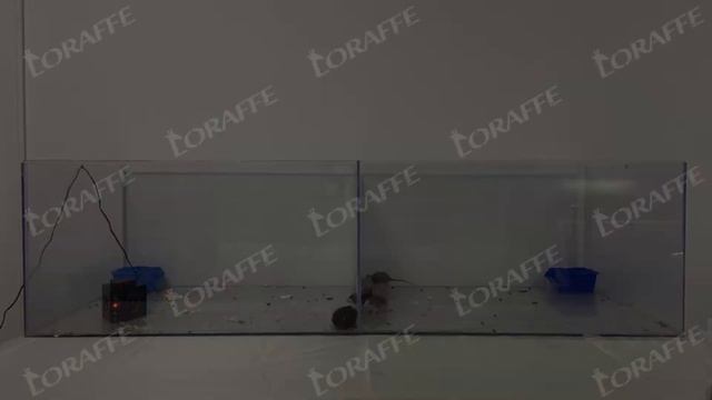 Testing Out How Loraffe ZN-666 4 In 1 Plug In Rodent Repellent Works On Rodents