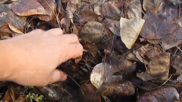 Бизнес идеи. Разведение дендробены на даче.Компостная яма 23 10 2016г смотреть онлайн