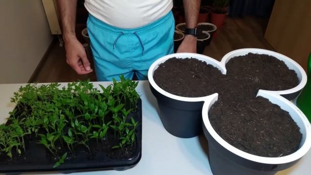A very Easy Method for Growing Paprika in Pots. смотреть онлайн