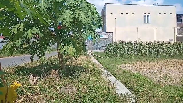Seru !! Menemukan mainan mobil-mobilan tobot giga 7 di kebun pepaya | tobot X,Y,Z, helikopter,| смотреть онлайн
