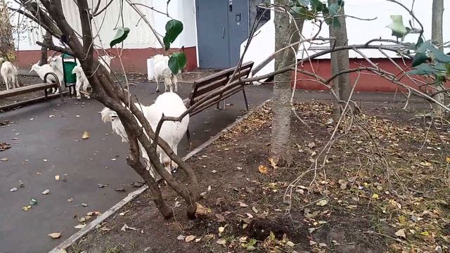 Козлы в Южном Бутово смотреть онлайн