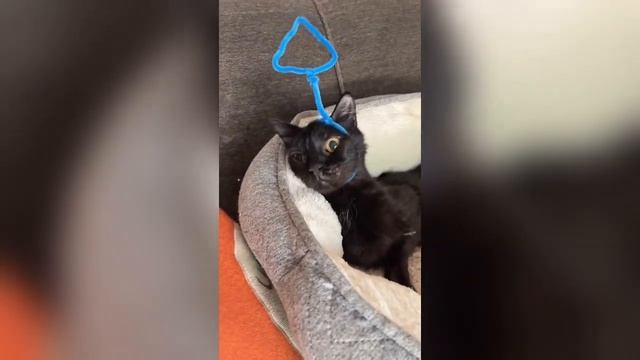 🤣 Compilación De Los Momentos Más Divertidos Del Año 🐶🐱 Animales Que Te Harán Reír 🔴part 5