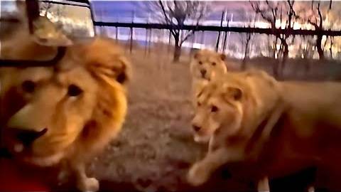 УЖАС!!! Я просто стала ОТБИВАТЬСЯ от ЛЬВОВ женской сумочкой, вот ведь « наглые морды»!!! смотреть онлайн