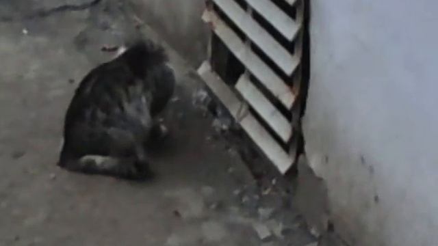 Кот ест кашу лапой смотреть онлайн