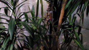 ЖЕСТЬ Карбамазепин меня убивает