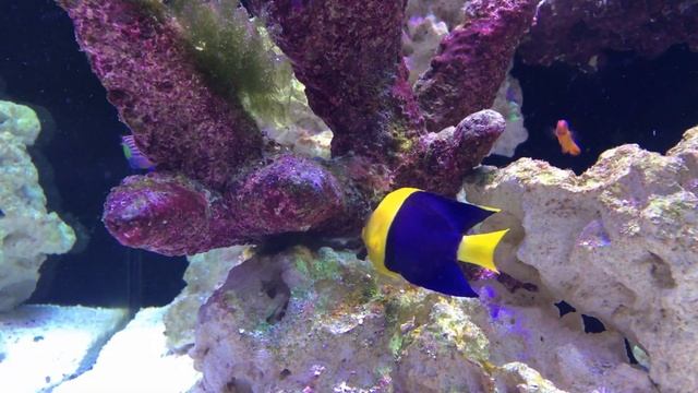 New Reef Tank: The First 8 Weeks: What to Expect смотреть онлайн