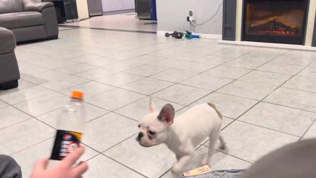 French Bulldog “Luna” Bottle Play смотреть онлайн