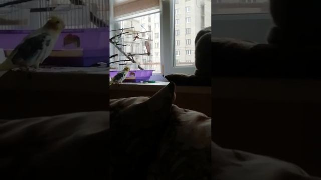 Корелла Арчик и кот Зевс делят территорию. смотреть онлайн
