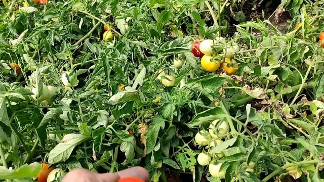 Супер томат Асвон f1.в открытом грунте. смотреть онлайн