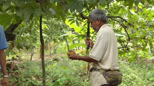 Creo Diaries Ep. 7: Kevin Harvests Fresh Cacao смотреть онлайн