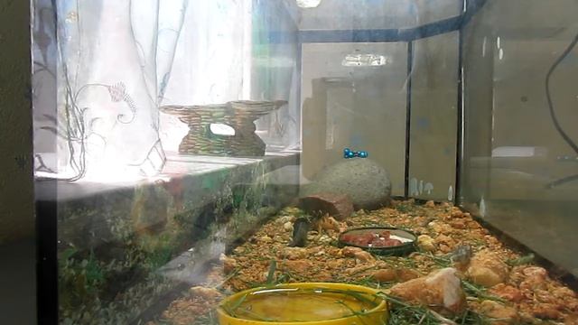 LIVE-ЖИЗНЬ ЯЩЕРИЦ смотреть онлайн