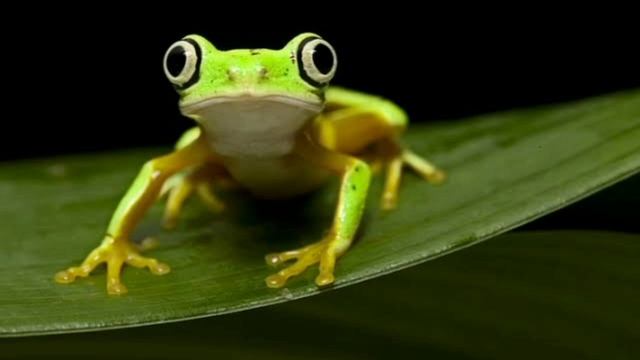 The 15 Critically Endangered Frogs 2022 смотреть онлайн
