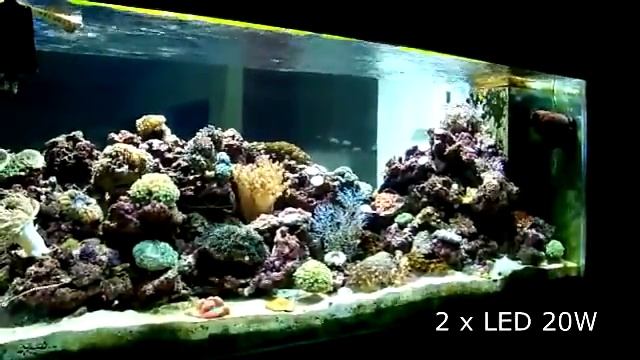 Aquarium LED 20watt 20K.mp4 смотреть онлайн