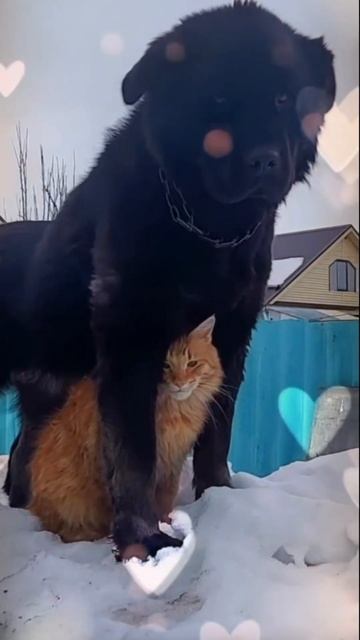 Удивительные животные !!!! #кошки #собаки #приколы смотреть онлайн