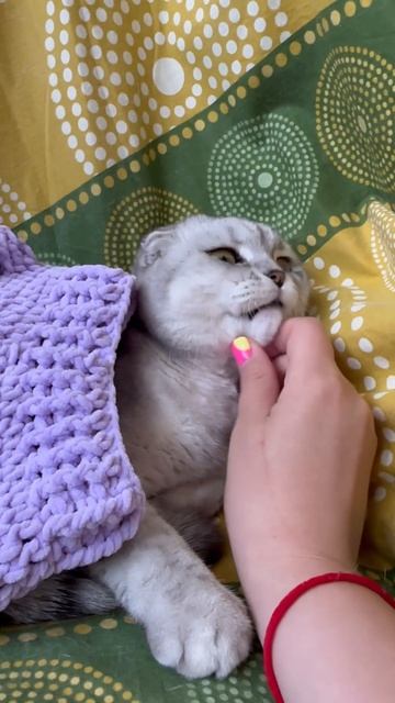 #котикиправятмиром #мимишность #шерри #шортс #милота #прикол #cats #красота #котики #youtubeshorts смотреть онлайн