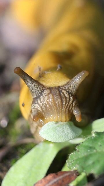 Banana Slug Eating смотреть онлайн