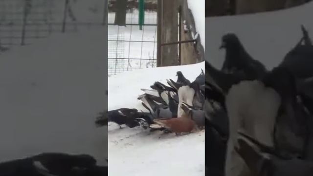 голуби.Андрюхи.(бороды.).Липецкая.обл. смотреть онлайн