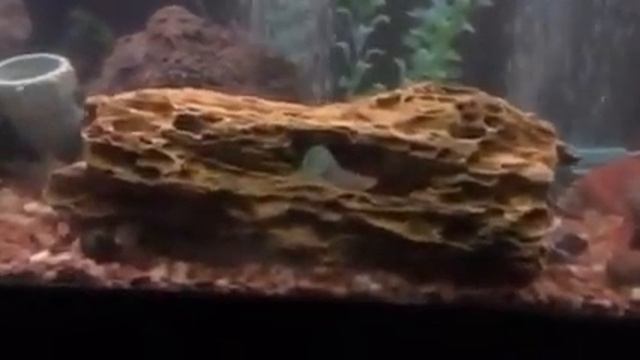 Berdmorei Loach ,Clown Loach смотреть онлайн