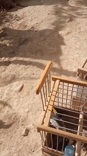 Отпускают седоголовых щеглов на волю смотреть онлайн