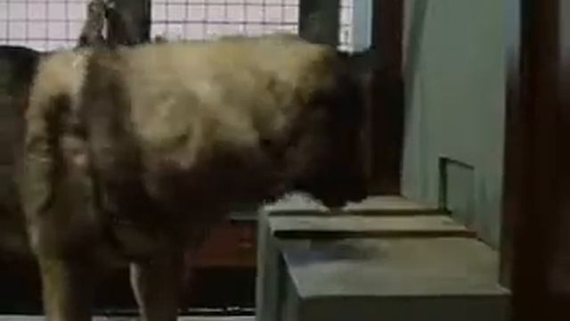 pavlov's dog смотреть онлайн