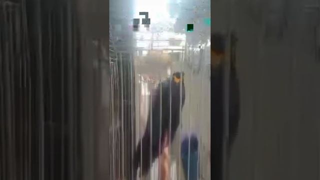burung beo gacor viral super смотреть онлайн
