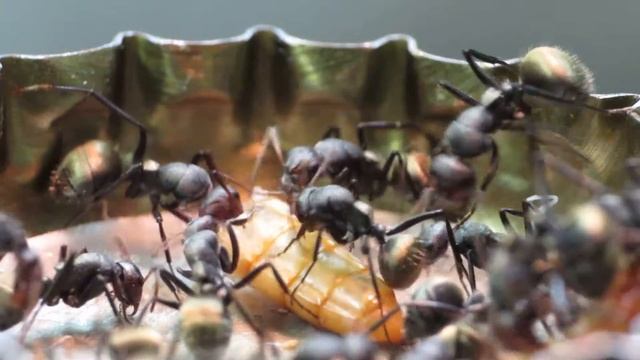 Camponotus sericeus смотреть онлайн