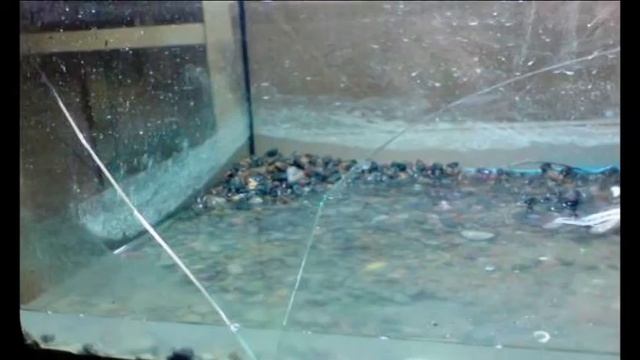 Аквариумистика.avi смотреть онлайн