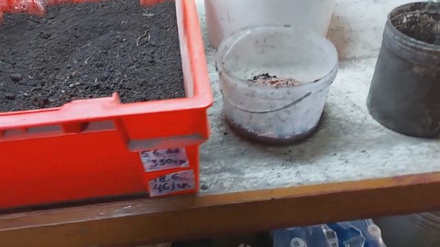 Сколько торфа насыпать в ящик, для разведения червей. смотреть онлайн