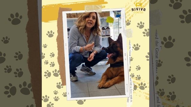 RIBELLI BISCOTTI ANTITARTARO смотреть онлайн