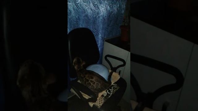 это бенгалочка... хочу золотую шиншиллу и жить спокойно.😍💕👌 смотреть онлайн