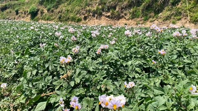 Daily Activities Of Nepali Mountain Village Nepal | Peaceful & Relaxing Nature | Rural Life Nepal