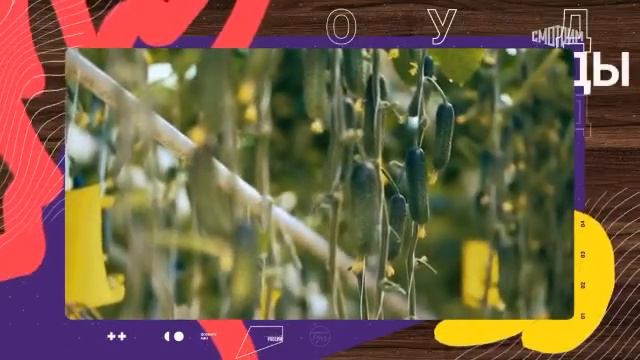 Формула Еды 11.03.2023 Огурцы смотреть онлайн