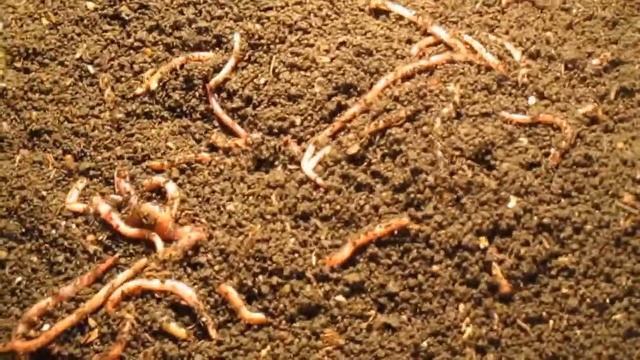 Когда лучше менять субстрат в ящике с Дендрой . смотреть онлайн