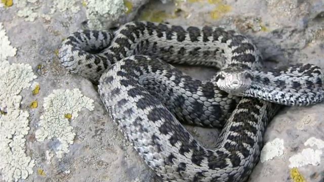 SDNE_Vipera Dareviskii.wmv смотреть онлайн