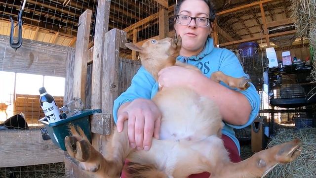 Castrating Goats: How, Why and When! смотреть онлайн